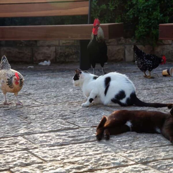 Essen Katzen Hühner – Alles, was Sie wissen sollten!