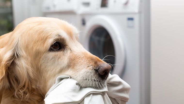 Golden Retriever-Hund, der zu Hause Wäsche wäscht