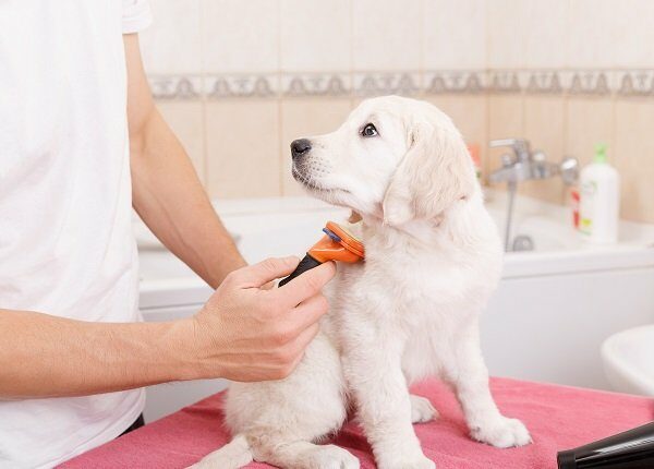 Owner is combing out the fur of retriever puppy after shower