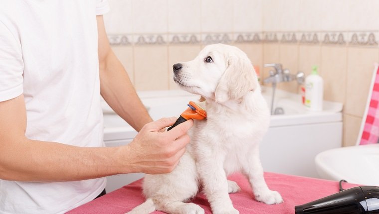 Owner is combing out the fur of retriever puppy after shower