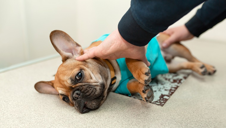 Hund röntgen auf dem tierärztlichen Röntgengerät.  Verängstigter Welpe der Rasse Französische Bulldogge beim Inspektionsverfahren.  Der Besitzer hält den Welpen, während der Tierarzt eine Röntgenaufnahme macht.