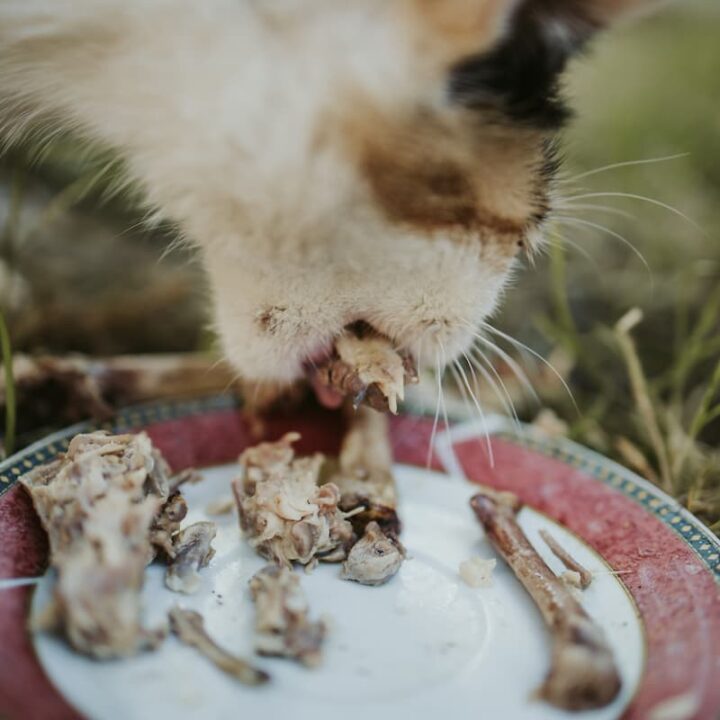 Können Katzen Knochen verdauen – ist das gesund?