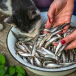 Können Katzen abgelaufenen Fisch essen – ist das schädlich?