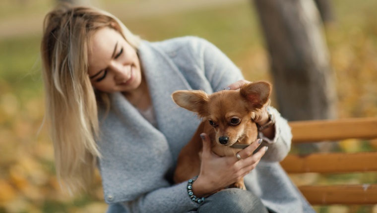 junge schöne Frau im Park mit ihrem lustigen langhaarigen Chihuahua-Hund