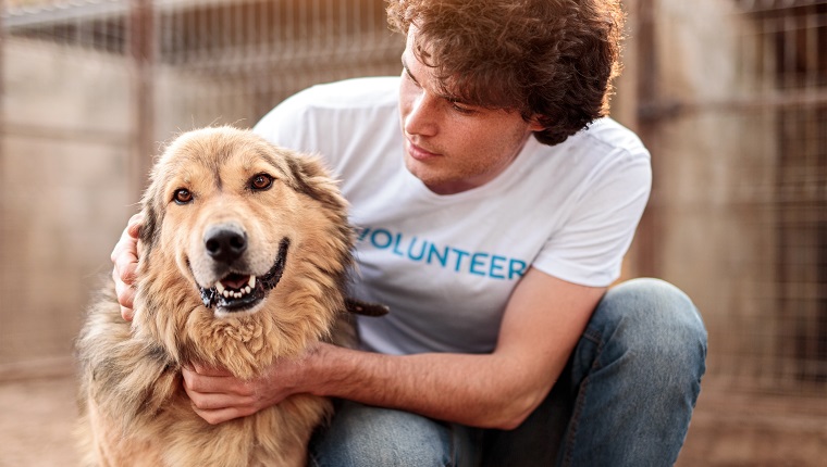 Verantwortungsbewusster aufmerksamer junger männlicher Freiwilliger, der sich bei der Arbeit im Tierheim um einen entzückenden haarigen Hund kümmert