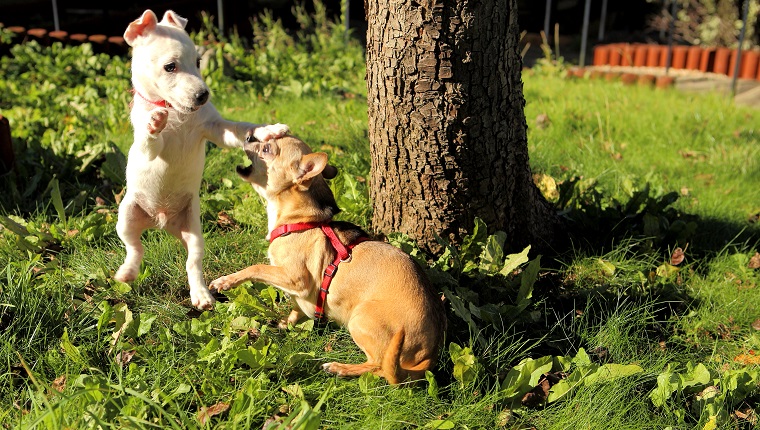 Hunde spielen auf der Wiese