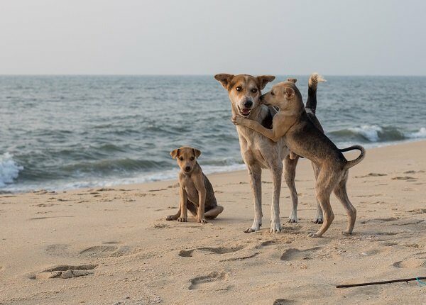 Dogs Playing on the Beach in Kerala.