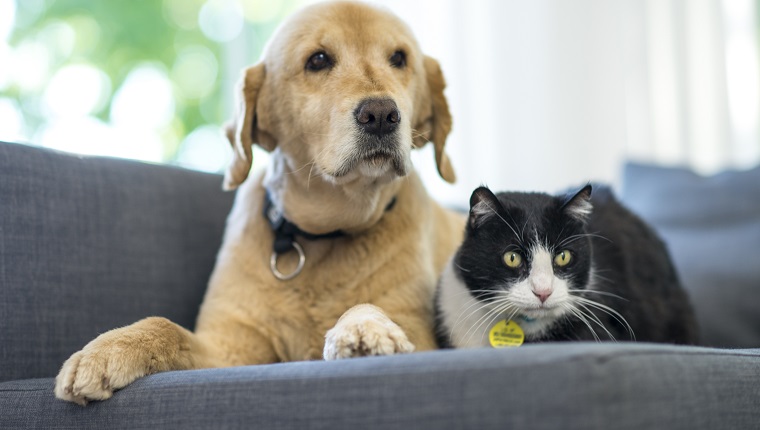 Auf einem Sofa im Wohnzimmer liegen ein junger Golden Retriever-Hund und eine schwarz-weiße Hauskatze.