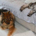 An Eurasian dog and a Norwegian cat were resting on a sofa and on the floor . it was inside a house in France
