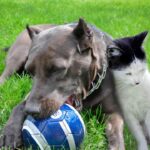 Können Pitbulls mit Katzen leben – Tipps zur Sozialisierung Ihrer Haustiere