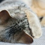 Warum zucken Katzenohren – Ursachen und Abhilfe