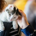 Können Sie bei PetSmart mit Katzen spielen – Richtlinien und Regeln