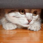 Wie man verhindert, dass Katzen unter die Couch gehen – 5 bewährte Methoden