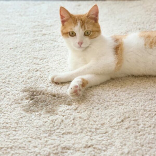 Warum fressen Katzen Teppiche – 6 Methoden dagegen!