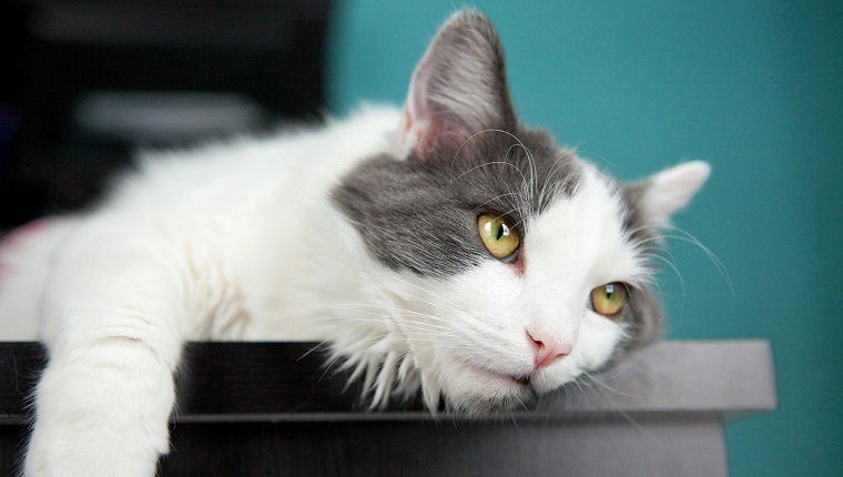 Eine süße weiße und graue Katze, die an der Kante eines Schreibtisches hängt.