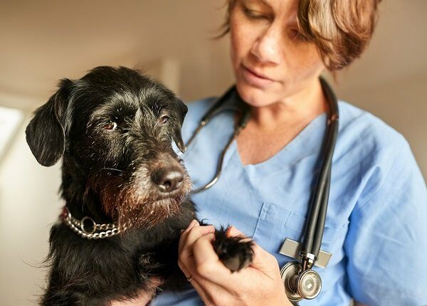 Female veterinarian examining the paws of a little black dog in her clinic