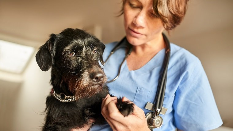 Female veterinarian examining the paws of a little black dog in her clinic