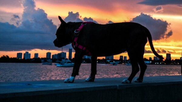 A couple sit as the sun sets in the background in South Bay, Miami Beach, Florida on July 14, 2020, amid the coronavirus pandemic. - The US state of Florida -- one of the current epicenters in the nation