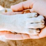 Dog paw and human hand.