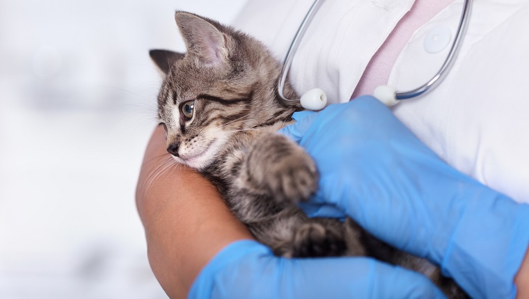 Kleines Kätzchen in den Armen der Tierärztin - Vorbereitung auf die Untersuchung, Nahaufnahme.  Der Vorhofseptumdefekt ist eine angeborene Erkrankung.