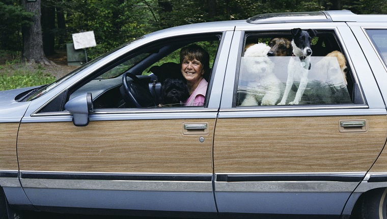 Autofahrerin mit Hunden, lächelnd, Seitenansicht