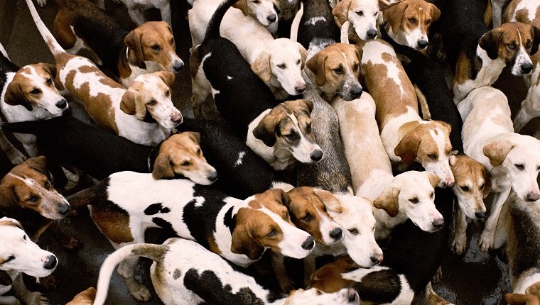Pack of foxhounds, elevated view