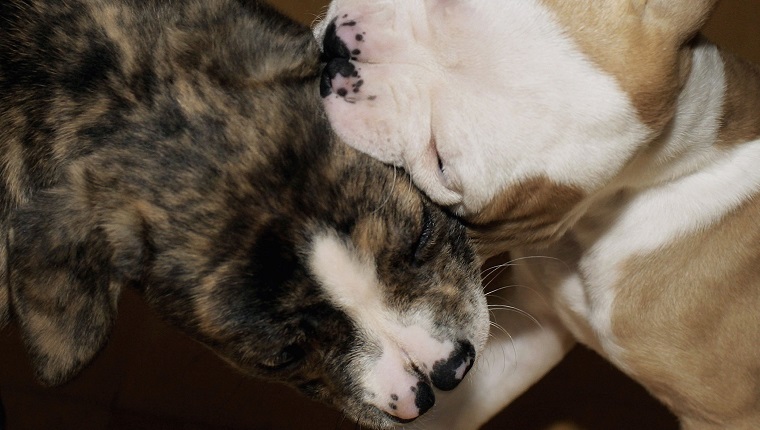 LONDON - 26. JUNI: Zwei zweinasige Mischlingshunde nagen aneinander, nachdem sie am 26. Juni 2006 in London, England, in das Battersea Dog and Cats Home gebracht wurden.  Experten wurden von den Hunden verwirrt, die beide mit einer extremen Form einer Gaumenspalte geboren wurden. 
