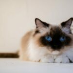 Sind Ragdoll-Katzen dumm – Intelligenz & andere Fakten
