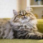 Sind persische Katzen dumm – Mythen und was man wissen sollte