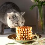 Dürfen Katzen Waffeln essen – Bedenken und wichtige Fakten