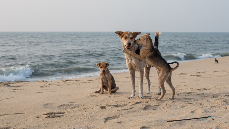Hunde spielen am Strand in Kerala.