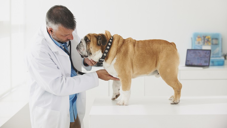 Kaukasischer Tierarzt, der der Brust des Hundes zuhört