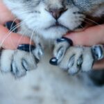Cat Nail Caps Vor- und Nachteile – Sind sie eine sichere Lösung?