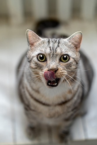 Dürfen Katzen Gummibärchen essen – ist das schädlich für sie?