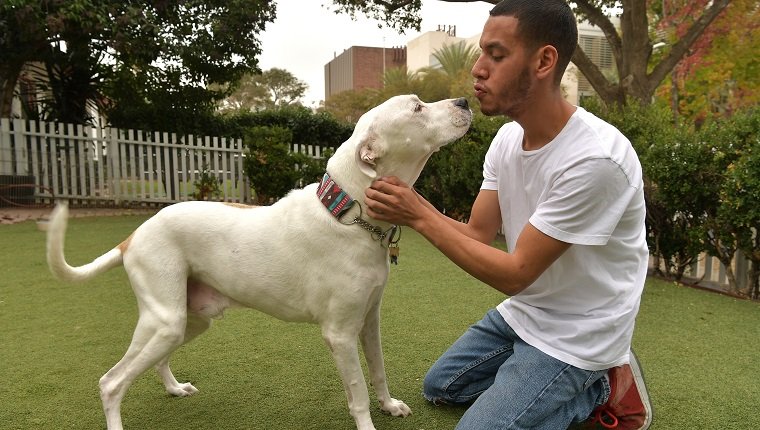 Latino-Mann gibt „Bravo“, einem 13-jährigen, männlichen, weiß-braunen American-Bulldog-Mix, einen Kuss.  Durch die Verwendung dieses Fotos unterstützen Sie die Amanda Foundation, eine gemeinnützige Organisation, die es sich zur Aufgabe gemacht hat, heimatlosen Tieren zu helfen, dauerhaft ein liebevolles Zuhause zu finden.