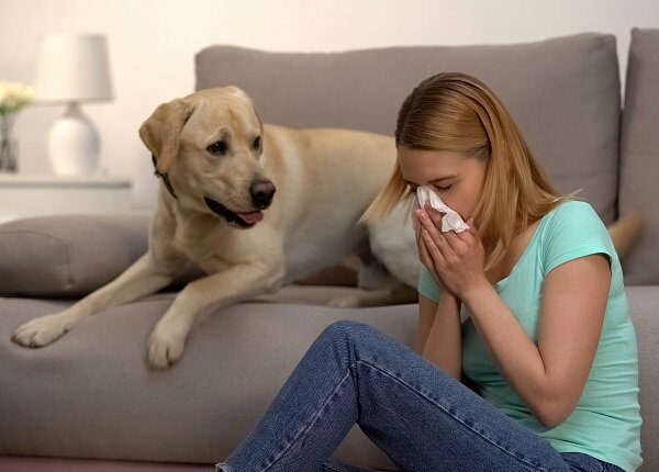 Woman sitting near labrador dog sneezing in tissue, fur allergy, antihistamine