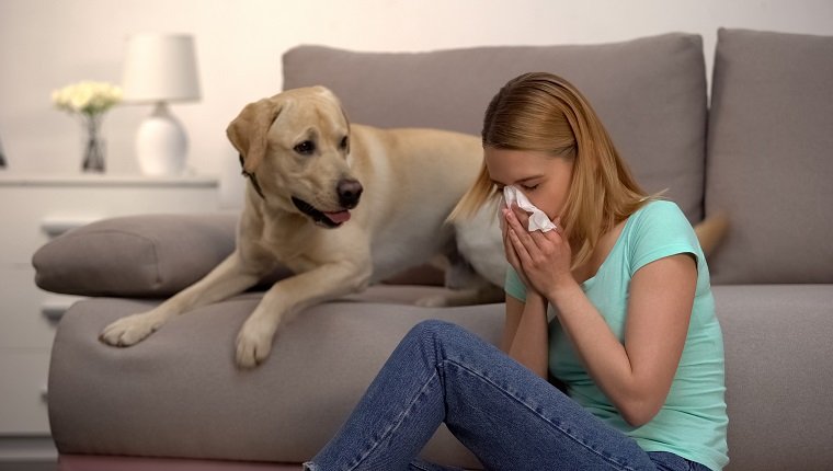 Frau, die neben Labrador-Hund sitzt und in Gewebe niest, Fellallergie, Antihistaminikum