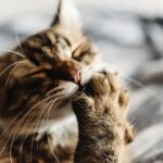 Ist es normal, dass Katzen ihre Nägel beißen – 6 Gründe warum!