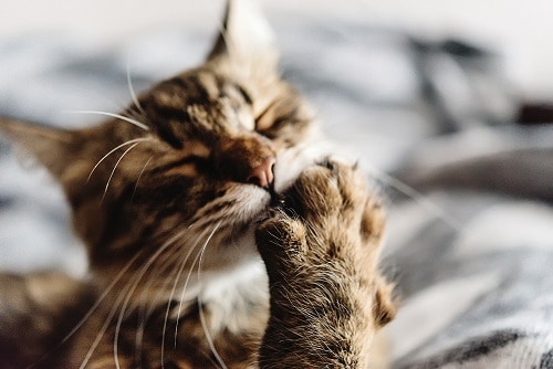 Ist es normal, dass Katzen ihre Nägel beißen – 6 Gründe warum!