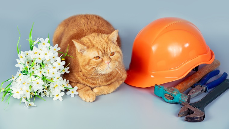 Die Katze liegt auf grauem Hintergrund mit Arbeitsgeräten und Blumen.  Vatertagskonzept