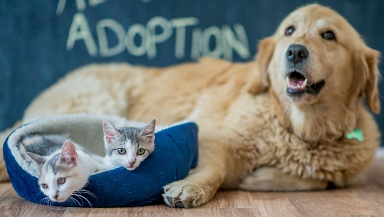 A golden retriever and two kittens are sitting in a home after a pet adoption. The word "adoption" is written the chalkboard wall.
