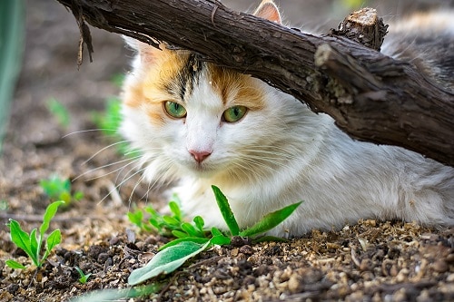Kann eine domestizierte Katze in freier Wildbahn überleben – die Fakten!