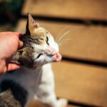 Katzenkopfschütteln wie bei Parkinson – Ursachen und Behandlungen
