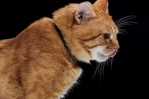 Können Katzen Butter essen – ist es sicher?