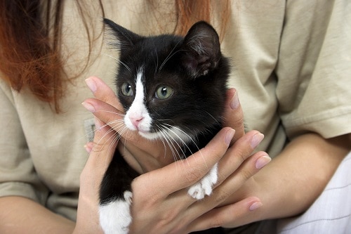 Können Katzen Diensttiere sein – was Sie wissen sollten!