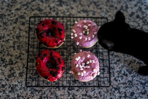 Können Katzen Donuts essen – gesund oder nicht sicher?