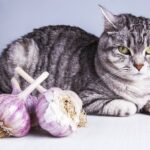Können Katzen Knoblauch essen – ist es sicher?