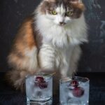 Können Katzen Soda trinken – ist es schädlich für sie?
