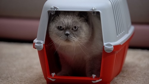 Können Katzen klaustrophobisch sein – was Sie wissen sollten!