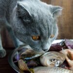 Können Katzen lebenden Fisch essen – ist das sicher?